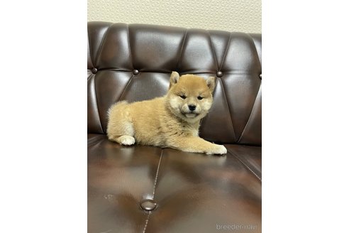 販売中の滋賀県の柴犬-296809の9枚目