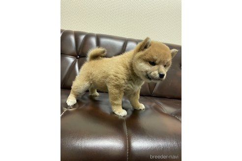 販売中の滋賀県の柴犬-296809の10枚目