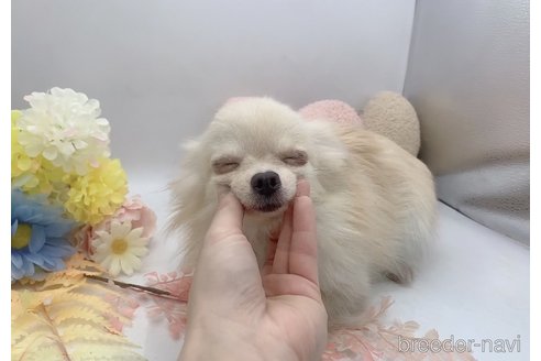 成約済の東京都のポメチワ:ポメラニアン×チワワ-234687の7枚目