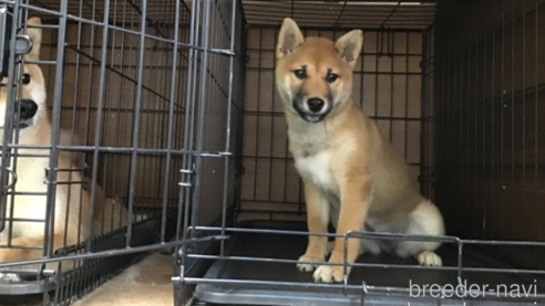 成約済の岡山県の柴犬-300371の1枚目