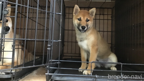 販売中の岡山県の柴犬-300371