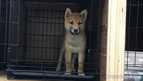 成約済の岡山県の柴犬-300371の7枚目