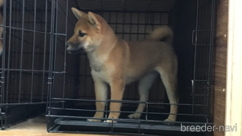 成約済の岡山県の柴犬-300371の6枚目