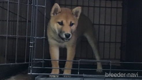 成約済の岡山県の柴犬-300371の5枚目