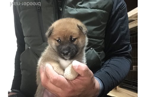 販売中の岡山県の柴犬-300371の3枚目