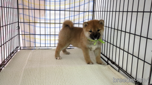 成約済の茨城県の柴犬-291259の1枚目