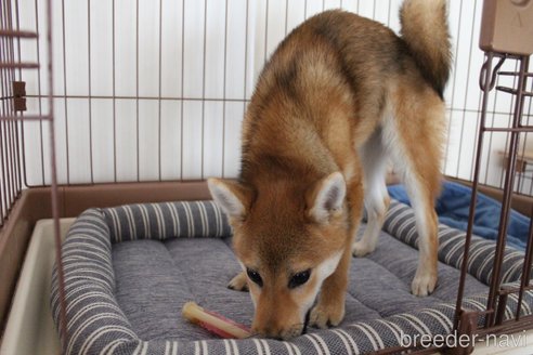 成約済の北海道の豆柴-278765の2枚目