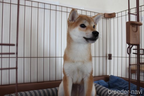 成約済の北海道の豆柴-278884の1枚目