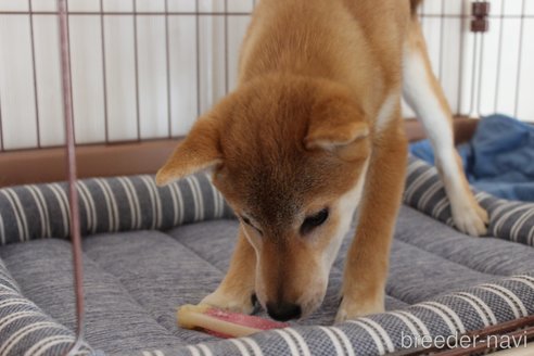 成約済の北海道の豆柴-278884の2枚目