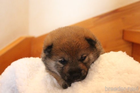 成約済の北海道の柴犬-301164の5枚目