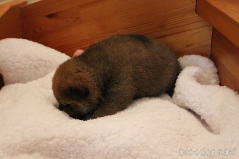 成約済の北海道の柴犬-301164の4枚目