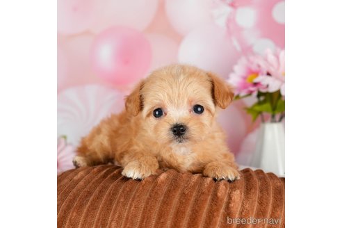 成約済の千葉県のチワプー:チワワ×トイプードル-301262の1枚目