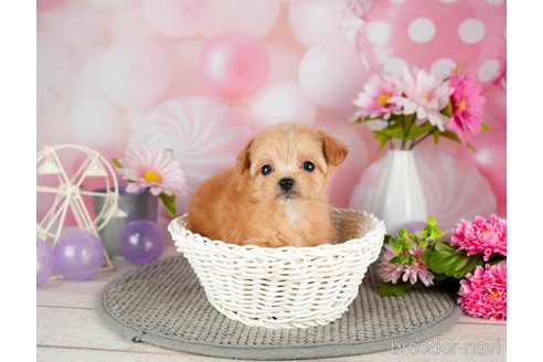 成約済の千葉県のチワプー:チワワ×トイプードル-301262の2枚目