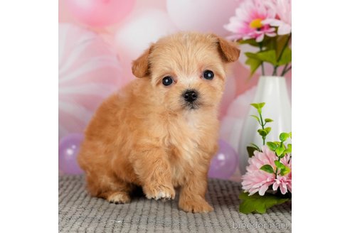 成約済の千葉県のチワプー:チワワ×トイプードル-301262の3枚目