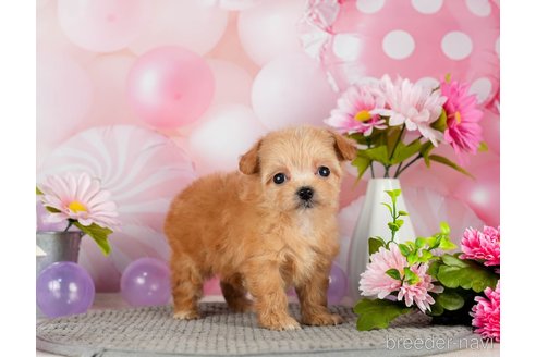 成約済の千葉県のチワプー:チワワ×トイプードル-301262の5枚目