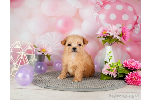 成約済の千葉県のチワプー:チワワ×トイプードル-301262の4枚目