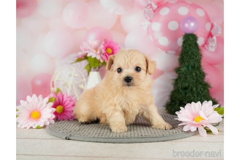 成約済の千葉県のチワプー:チワワ×トイプードル-301263の2枚目