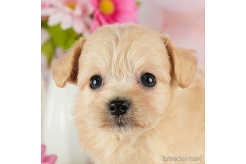 成約済の千葉県のチワプー:チワワ×トイプードル-301263の1枚目