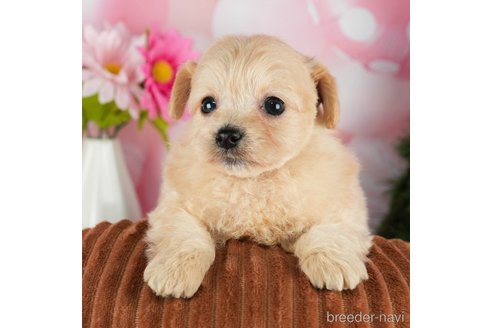 成約済の千葉県のチワプー:チワワ×トイプードル-301263の3枚目