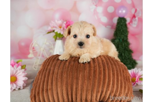 成約済の千葉県のチワプー:チワワ×トイプードル-301263の5枚目