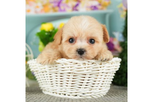 成約済の千葉県のチワプー:チワワ×トイプードル-301264の5枚目