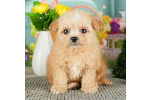 成約済の千葉県のチワプー:チワワ×トイプードル-301264の1枚目