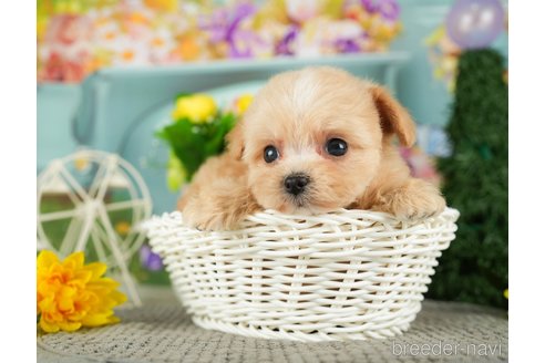 成約済の千葉県のチワプー:チワワ×トイプードル-301264の2枚目