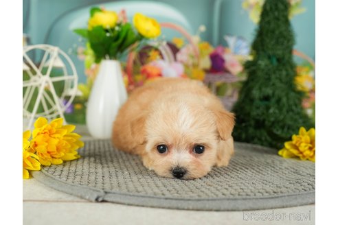 成約済の千葉県のチワプー:チワワ×トイプードル-301264の3枚目