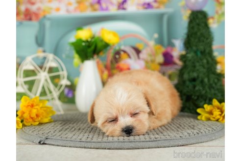 成約済の千葉県のチワプー:チワワ×トイプードル-301264の4枚目