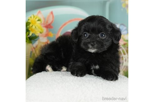 成約済の千葉県のチワプー:チワワ×トイプードル-301265の3枚目