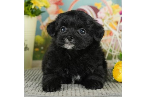 成約済の千葉県のチワプー:チワワ×トイプードル-301265の1枚目