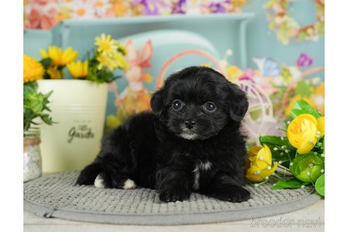 成約済の千葉県のチワプー:チワワ×トイプードル-301265の4枚目