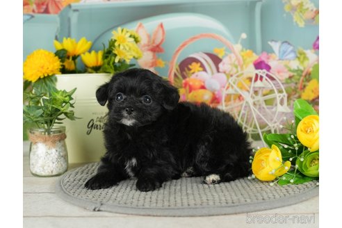 成約済の千葉県のチワプー:チワワ×トイプードル-301265の5枚目