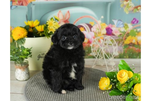 成約済の千葉県のチワプー:チワワ×トイプードル-301265の2枚目