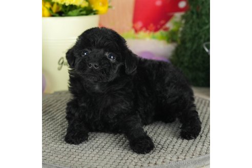 成約済の千葉県のトイプードル-301266の2枚目