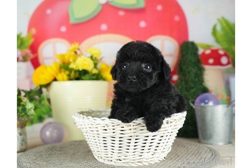 成約済の千葉県のトイプードル-301266の3枚目