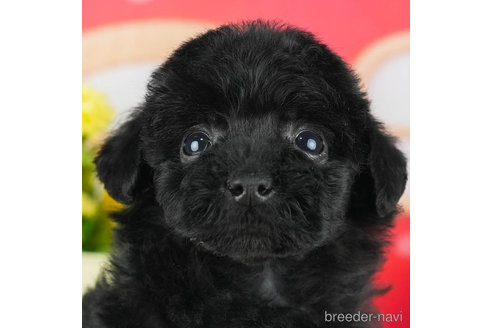 成約済の千葉県のトイプードル-301266の1枚目