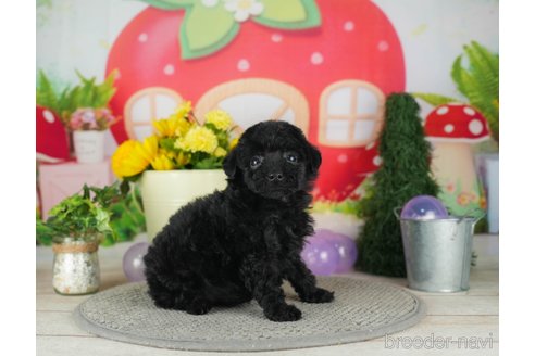 成約済の千葉県のトイプードル-301266の4枚目