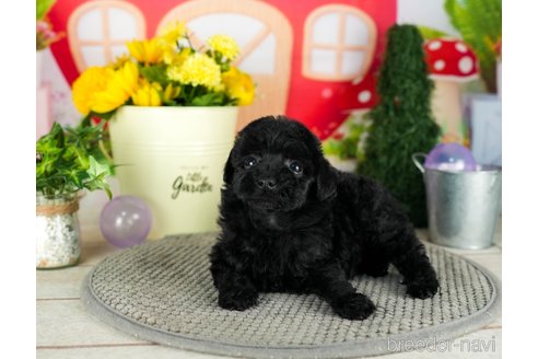 成約済の千葉県のトイプードル-301266の5枚目