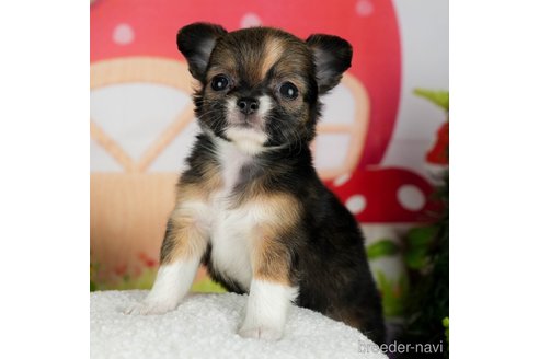 成約済の千葉県のチワワ(ロングコート)-301268の1枚目