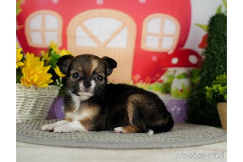 成約済の千葉県のチワワ(ロングコート)-301268の2枚目