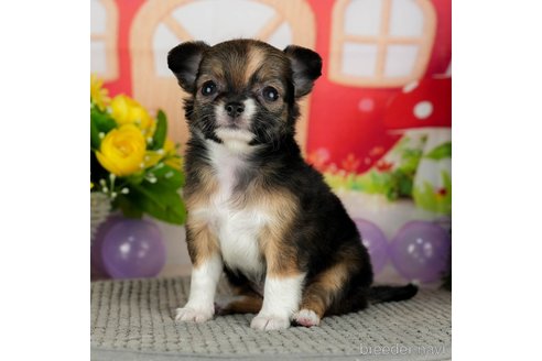 成約済の千葉県のチワワ(ロングコート)-301268の4枚目