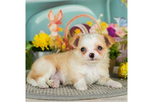 成約済の千葉県のチワワ(ロングコート)-301272の2枚目