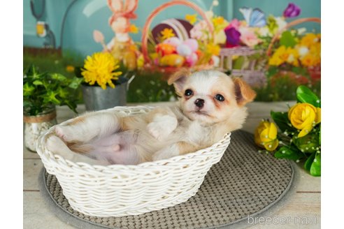 成約済の千葉県のチワワ(ロングコート)-301272の3枚目