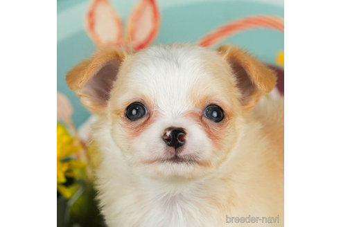 成約済の千葉県のチワワ(ロングコート)-301272の1枚目