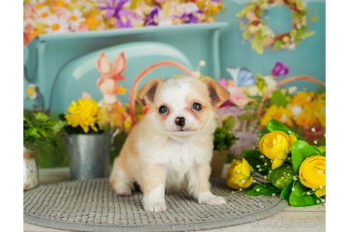 成約済の千葉県のチワワ(ロングコート)-301272の4枚目