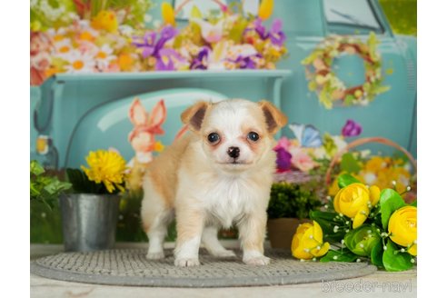 成約済の千葉県のチワワ(ロングコート)-301272の5枚目