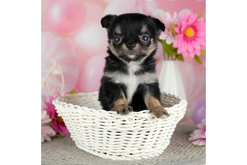 成約済の千葉県のチワワ(ロングコート)-301273の3枚目