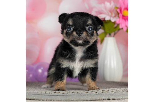 成約済の千葉県のチワワ(ロングコート)-301273