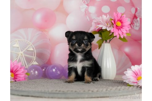 成約済の千葉県のチワワ(ロングコート)-301273の4枚目